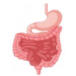 GI physiology procedures